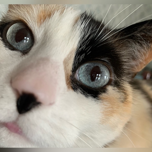 Meet your Posher, Michelle - Picture 2 of 3